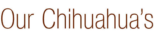 Our Chihuahua’s
