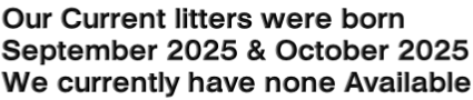 Our Current litters were born  September 2025 & October 2025 We currently have none Available