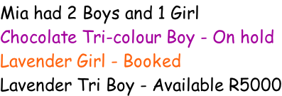 Mia had 2 Boys and 1 Girl Chocolate Tri-colour Boy - On hold Lavender Girl - Booked Lavender Tri Boy - Available R5000