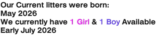 Our Current litters were born: May 2026 We currently have 1 Girl & 1 Boy Available Early July 2026